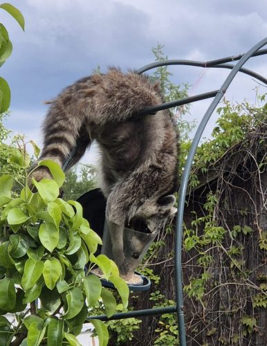 Waschbär