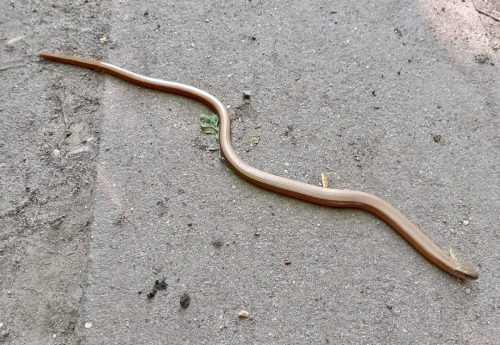 Blindschleiche